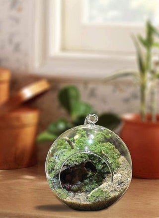 6 Pcs Hanging Glass Globes Planter Big Opening Air Fern Plants Vase Hanger Multicolour 6x10cm